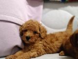 Yılbaşı Hediyesi  Toy Poodle
