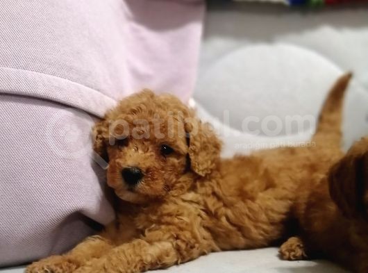 Yılbaşı Hediyesi  Toy Poodle görsel