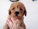 Yılbaşı Hediyesi  Toy Poodle