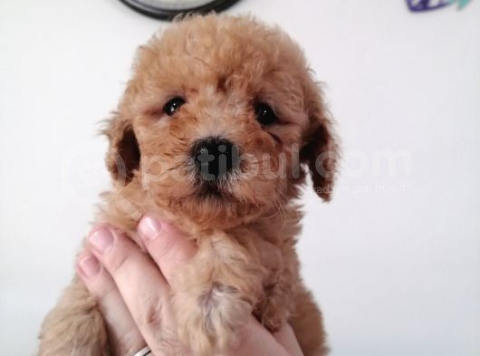 Yılbaşı Hediyesi  Toy Poodle görsel