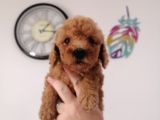 Yılbaşı Hediyesi  Toy Poodle