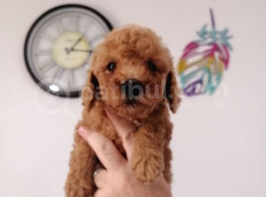 Yılbaşı Hediyesi  Toy Poodle