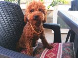 Yılbaşı Hediyesi  Toy Poodle