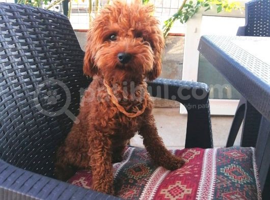 Yılbaşı Hediyesi  Toy Poodle görsel