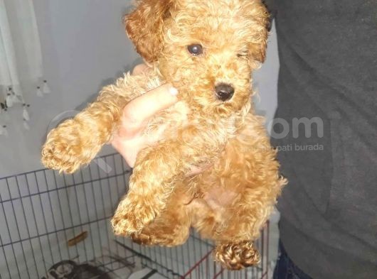 Maltipo Cinsi Yavrular Sevimli  görsel