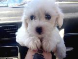 Maltesse Terrier Cinsi Güzel Yavrular 