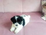 Morkie Cinsi Yavrular 