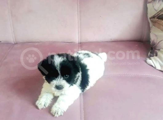 Morkie Cinsi Yavrular 