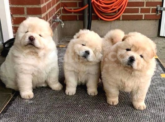 Pofuduk Chow Chow Yavruları görsel