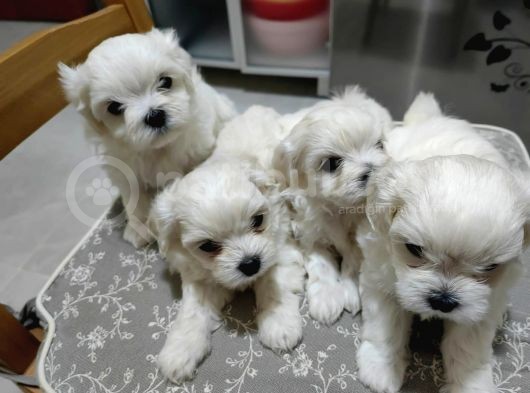 Kore Kan Maltese Yavruları görsel
