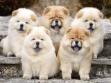 Pofuduk Chow Chow Yavruları