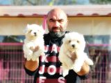 Mükemmel Kali̇tede Maltese Terri̇er Yavru