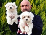 Resmi̇ Üreti̇ci̇den Maltese Terri̇er Yavrular