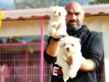 Mükemmel Kali̇tede Maltese Terri̇er Yavru