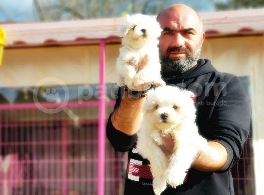 Mükemmel Kali̇tede Maltese Terri̇er Yavru görsel