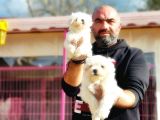 Mükemmel Kali̇tede Maltese Terri̇er Yavru