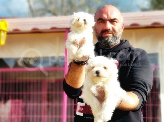 Mükemmel Kali̇tede Maltese Terri̇er Yavru görsel