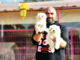 Mükemmel Kali̇tede Maltese Terri̇er Yavru