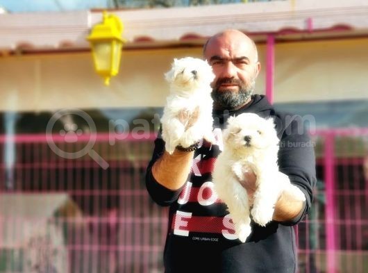 Mükemmel Kali̇tede Maltese Terri̇er Yavru görsel