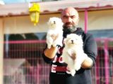 Mükemmel Kali̇tede Maltese Terri̇er Yavru