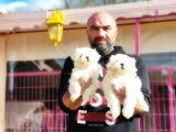 Mükemmel Kali̇tede Maltese Terri̇er Yavru