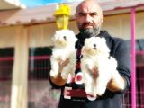 Mükemmel Kali̇tede Maltese Terri̇er Yavru