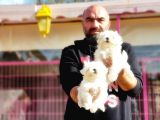 Mükemmel Kali̇tede Maltese Terri̇er Yavru