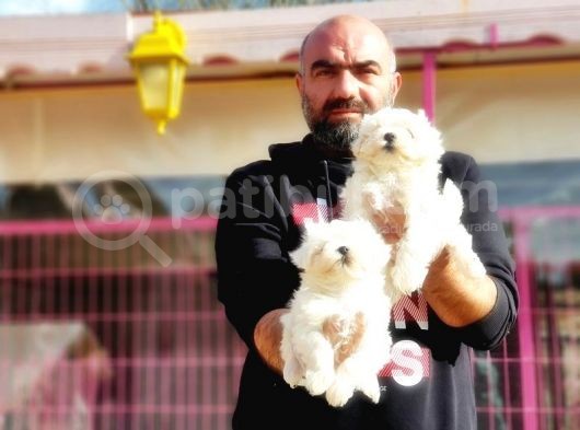 Mükemmel Kali̇tede Maltese Terri̇er Yavru görsel