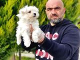 Resmi̇ Üreti̇ci̇den Maltese Terri̇er Yavrular
