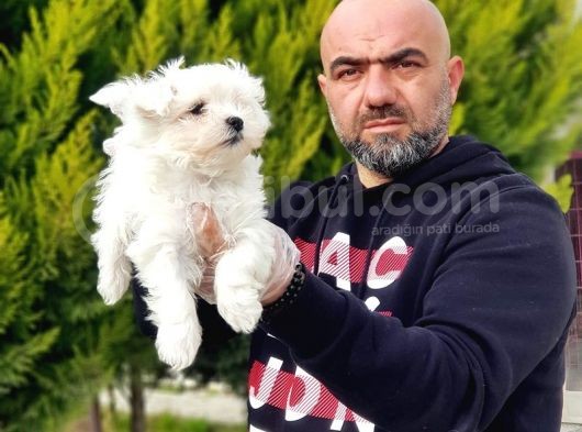 Resmi̇ Üreti̇ci̇den Maltese Terri̇er Yavrular görsel