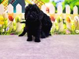Mükemmel Kali̇tede Si̇yah Toy Poodle Yavru