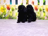 Mükemmel Kali̇tede Si̇yah Toy Poodle Yavru
