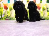 Mükemmel Kali̇tede Si̇yah Toy Poodle Yavru