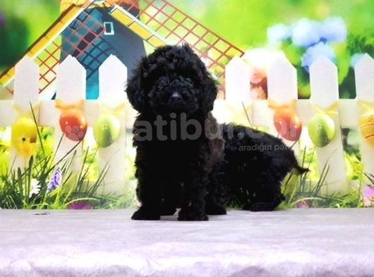 Mükemmel Kali̇tede Si̇yah Toy Poodle Yavru görsel