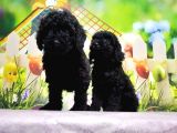 Mükemmel Kali̇tede Si̇yah Toy Poodle Yavru