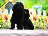 Mükemmel Kali̇tede Si̇yah Toy Poodle Yavru