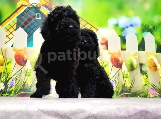Mükemmel Kali̇tede Si̇yah Toy Poodle Yavru