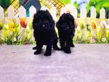 Mükemmel Kali̇tede Si̇yah Toy Poodle Yavru