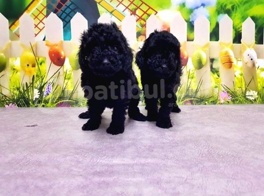 Mükemmel Kali̇tede Si̇yah Toy Poodle Yavru görsel