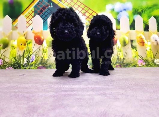 Mükemmel Kali̇tede Si̇yah Toy Poodle Yavru görsel