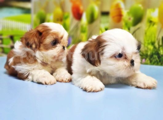 Resmi̇ Üreti̇ci̇den Shi̇h Tzu Yavrular görsel
