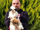 Mükemmel Kali̇tede Shi̇h Tzu Yavrular