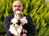 Mükemmel Kali̇tede Shi̇h Tzu Yavrular