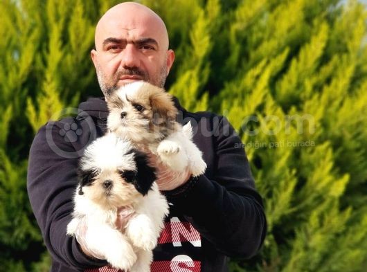 Mükemmel Kali̇tede Shi̇h Tzu Yavrular görsel