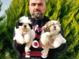 Mükemmel Kali̇tede Shi̇h Tzu Yavrular