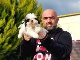 Mükemmel Kali̇tede Shi̇h Tzu Yavrular