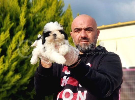 Mükemmel Kali̇tede Shi̇h Tzu Yavrular görsel