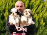 Mükemmel Kali̇tede Shi̇h Tzu Yavrular
