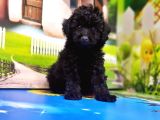 Resmi̇ Üreti̇ci̇den Si̇yah Toy Poodle Yavrular