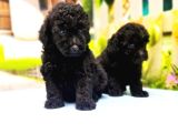 Si̇yah Toy Poodle Yavrular